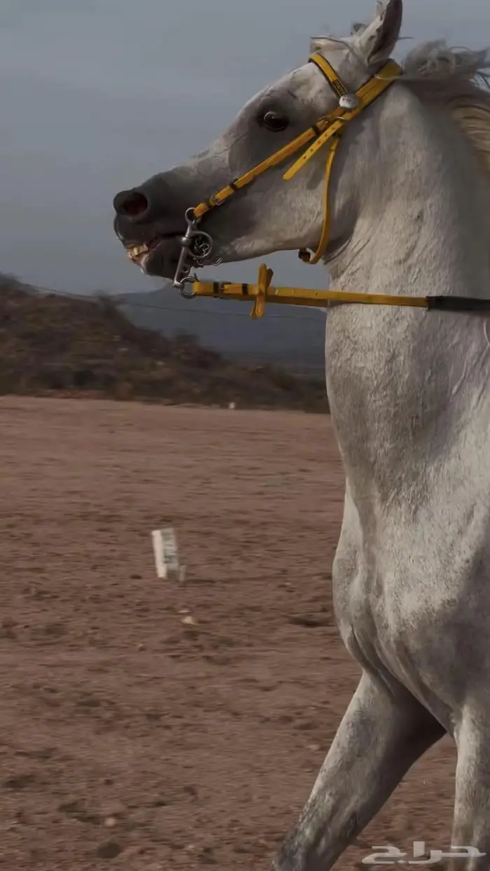 خيل ورق 3