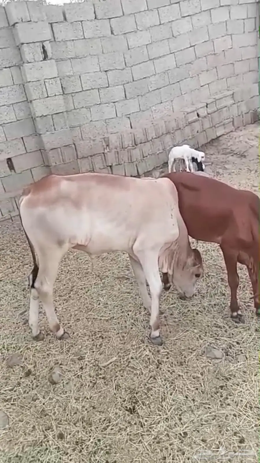 حسلان للبيع 0