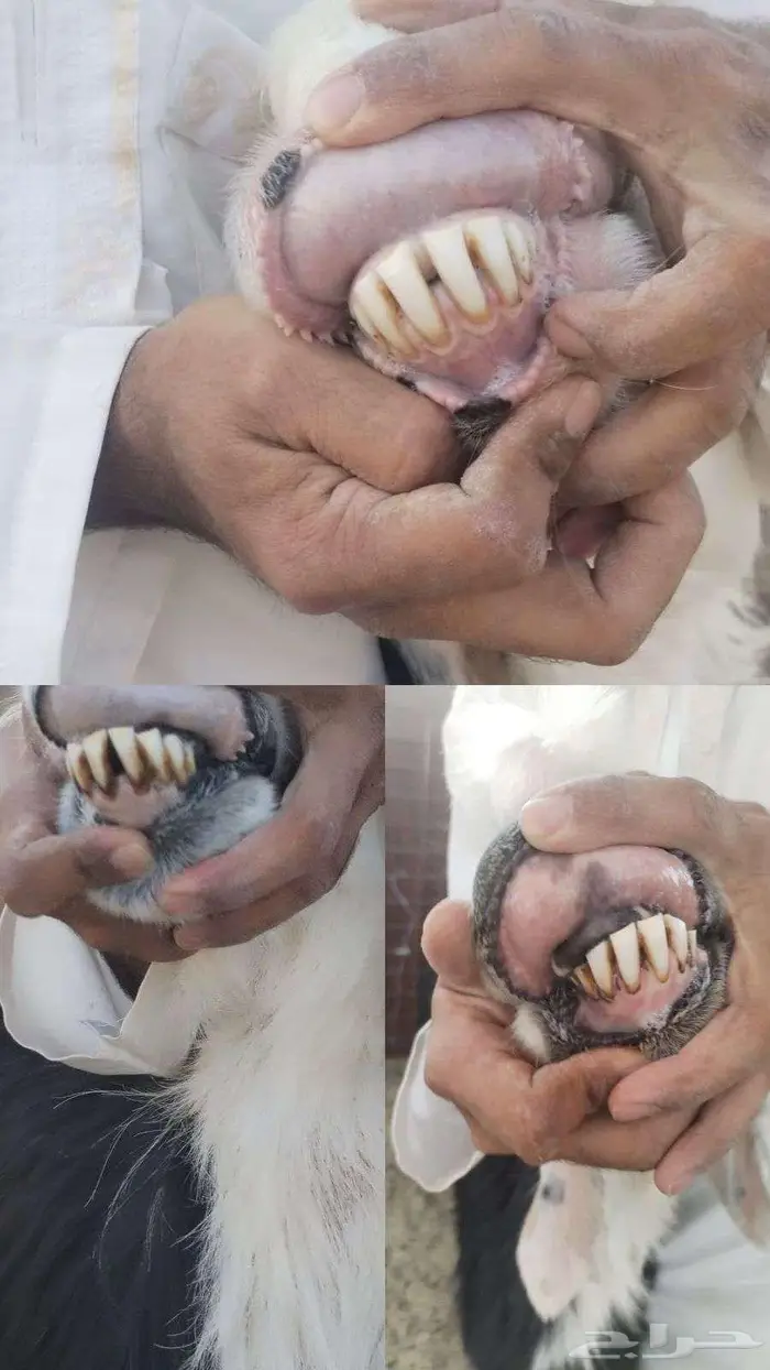 نعاج نجد صنف. 4