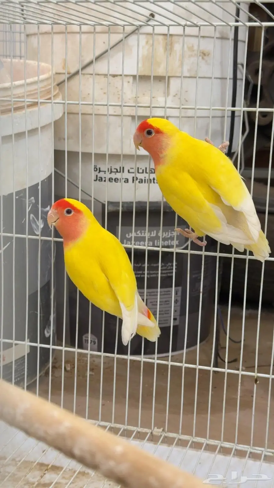 روز منتج index