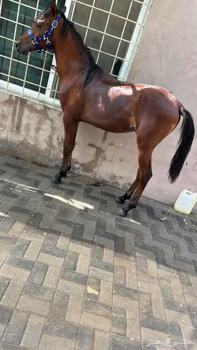 للبيع مهر واهو 0