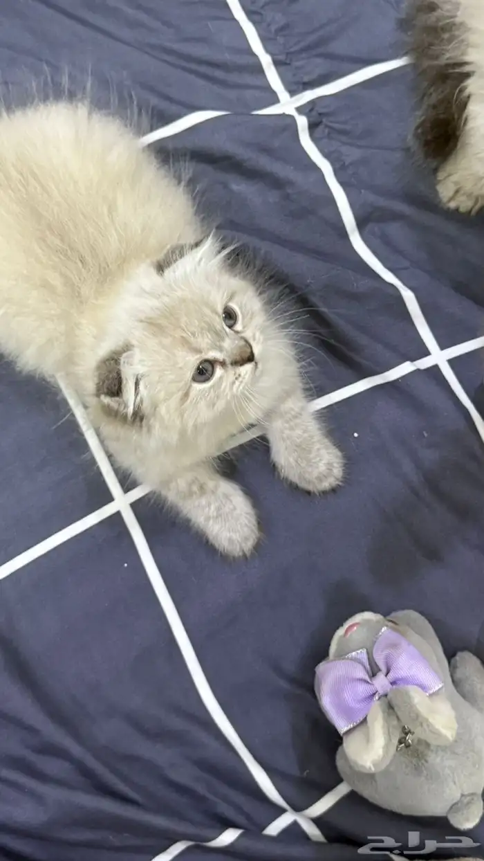 قطة صغيره قطط قطه 7