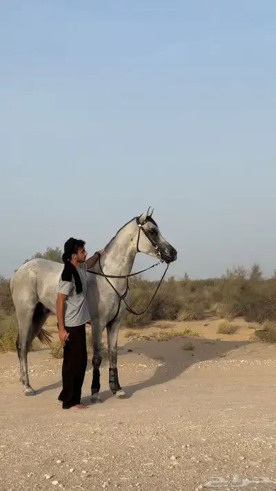 حصان شعبي طياره وشيخ 2