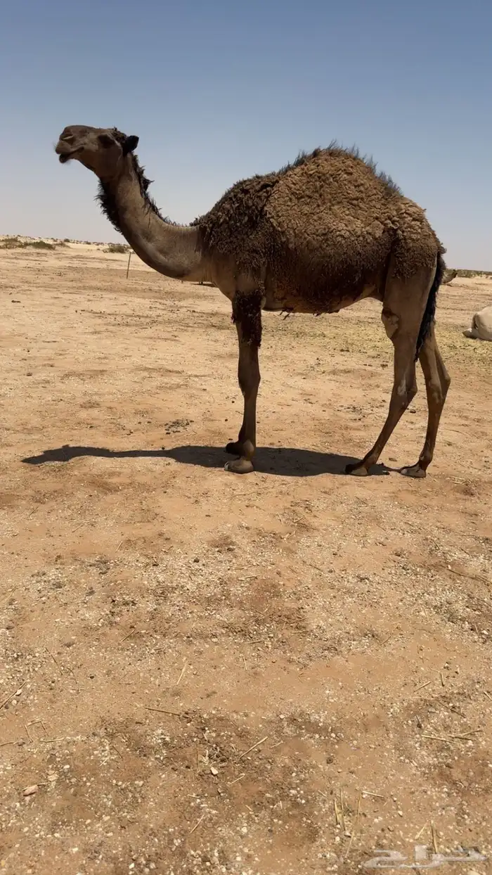 لبيع القعود 0