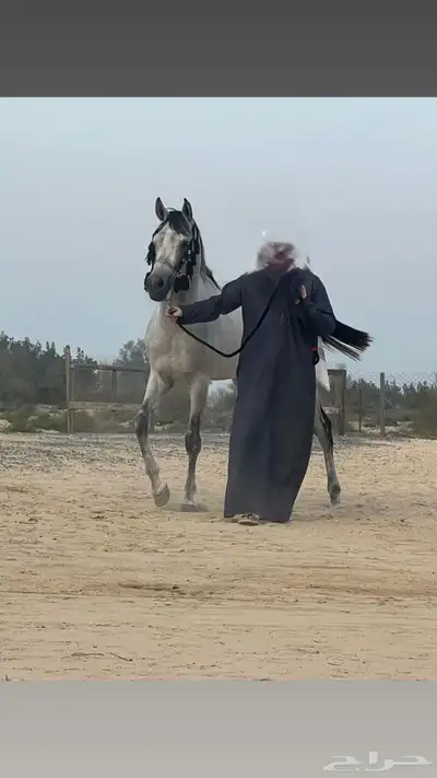 حصان شعبي طياره وشيخ 0