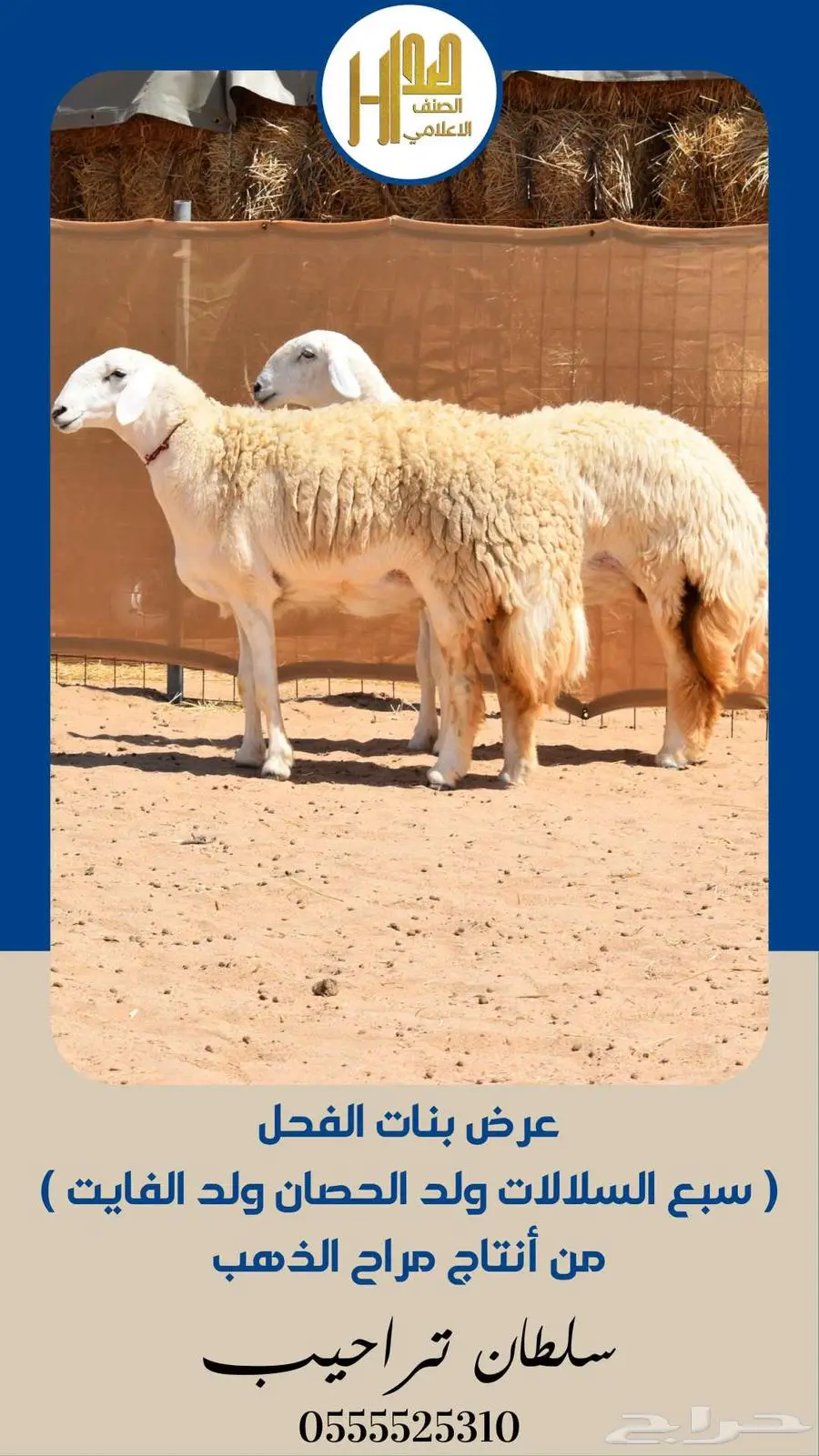 رخال حريات حرش صنف الصنف index