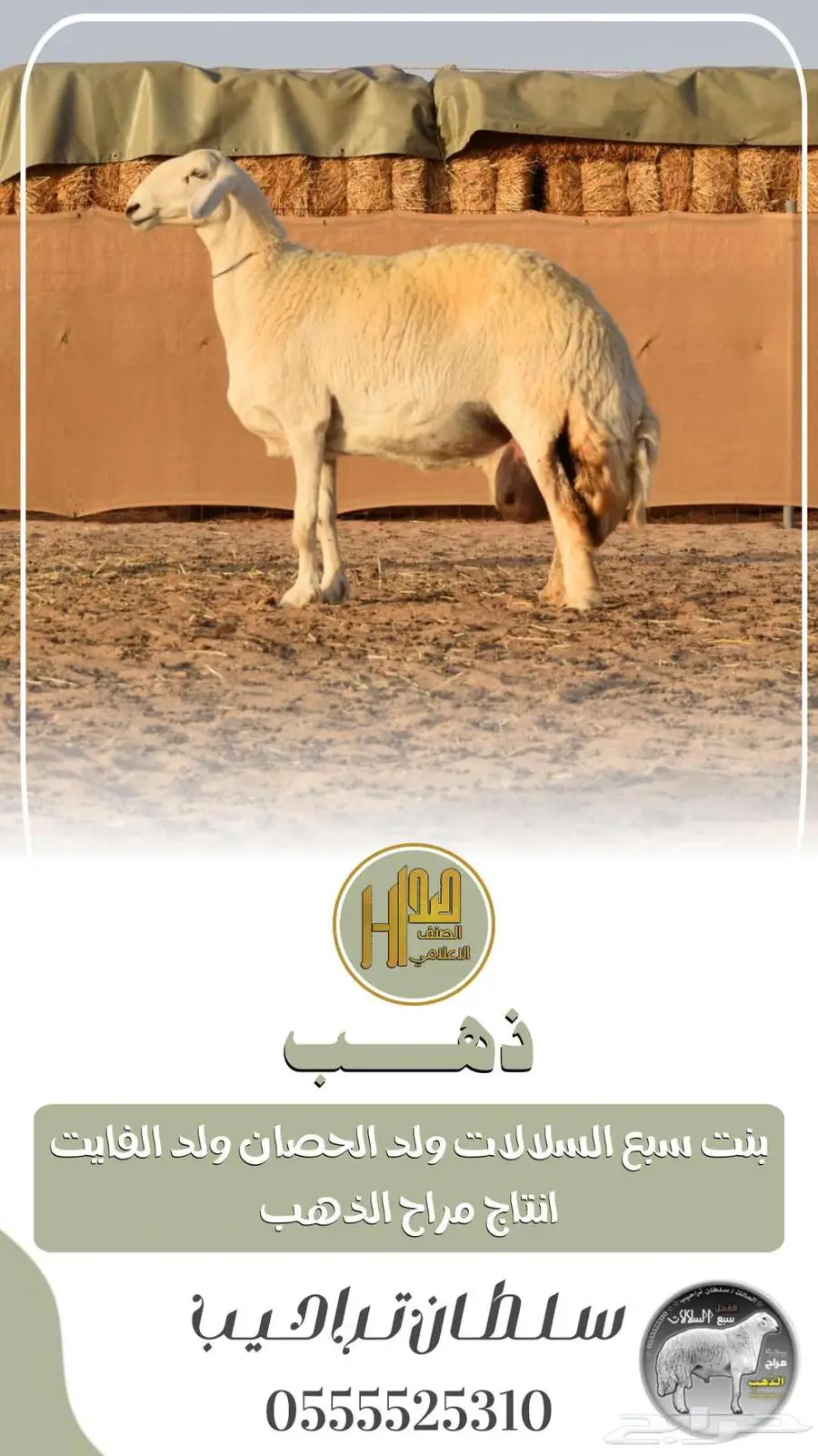 رخال حريات حرش صنف الصنف index