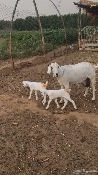 عنز منتوج 0