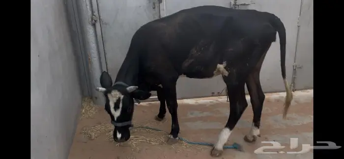 بقره صغيرة سن مهجنه وهاديه جابت بطن واحد فقط 1