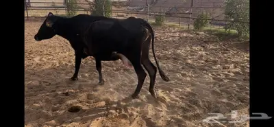 بقره لقاح سبع اشهر تقريبا 1