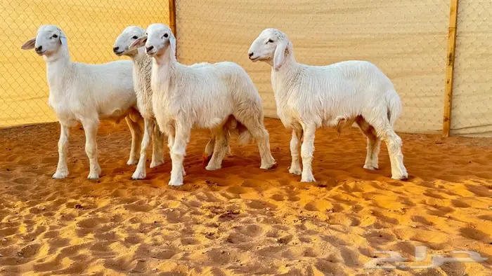 العبدالله لجميع انواع الذبايح 2