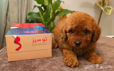 Poodle 1