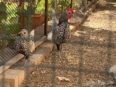 دجاج سبرايت شبابي و ذهبي 1