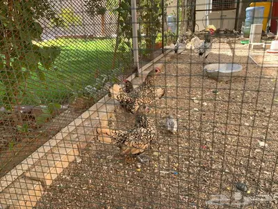 دجاج سبرايت شبابي و ذهبي 4