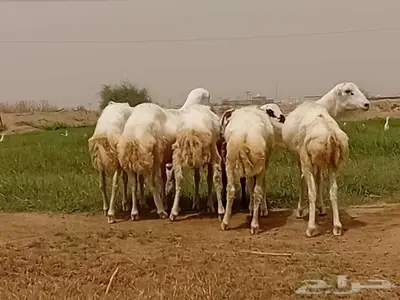 خرفان كباشه بلدي 1