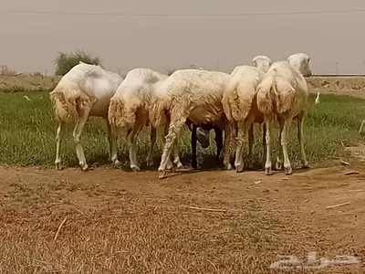 خرفان كباشه بلدي 0