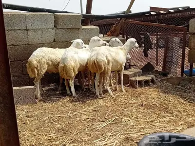 خرفان كباشه بلدي 2