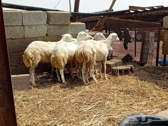 خرفان كباشه بلدي 2