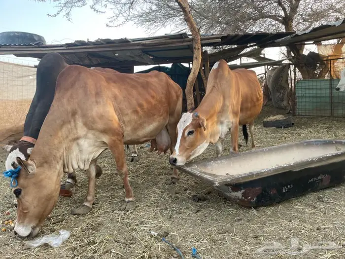 بقر لقاح بفحلهن 2