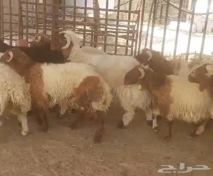 خرفان للبيع النعيرية 2
