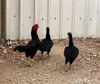 طقم كوشامو قزم 1