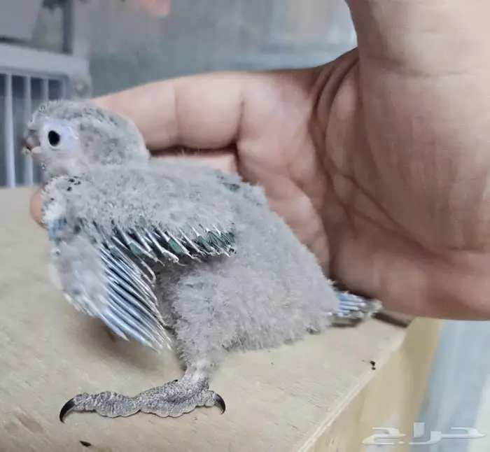 فروخ كنيور بلو شيك عدد 2 3