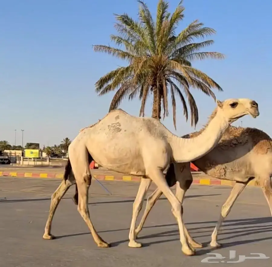 حقه كفو 0