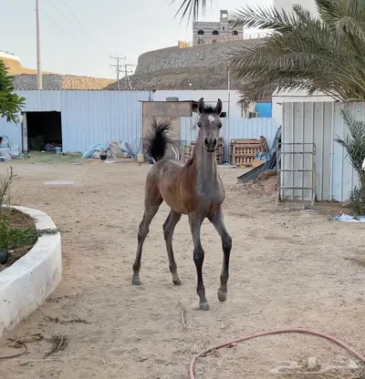 مهر عربي مميز 0