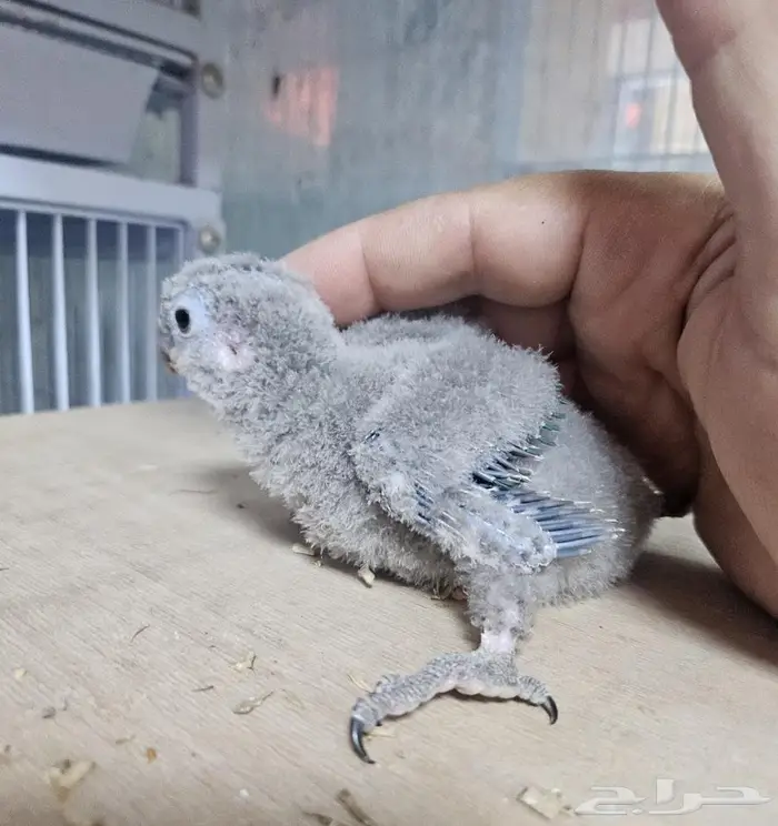 فروخ كنيور بلو شيك عدد 2 1