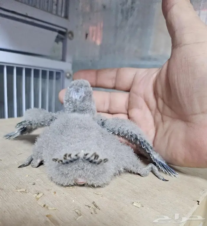 فروخ كنيور بلو شيك عدد 2 2