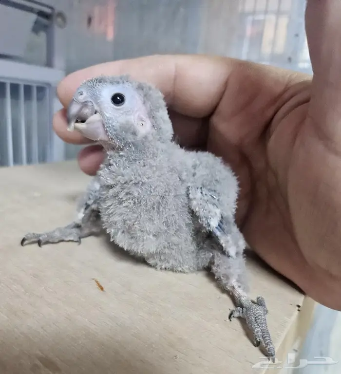 فروخ كنيور بلو شيك عدد 2 0