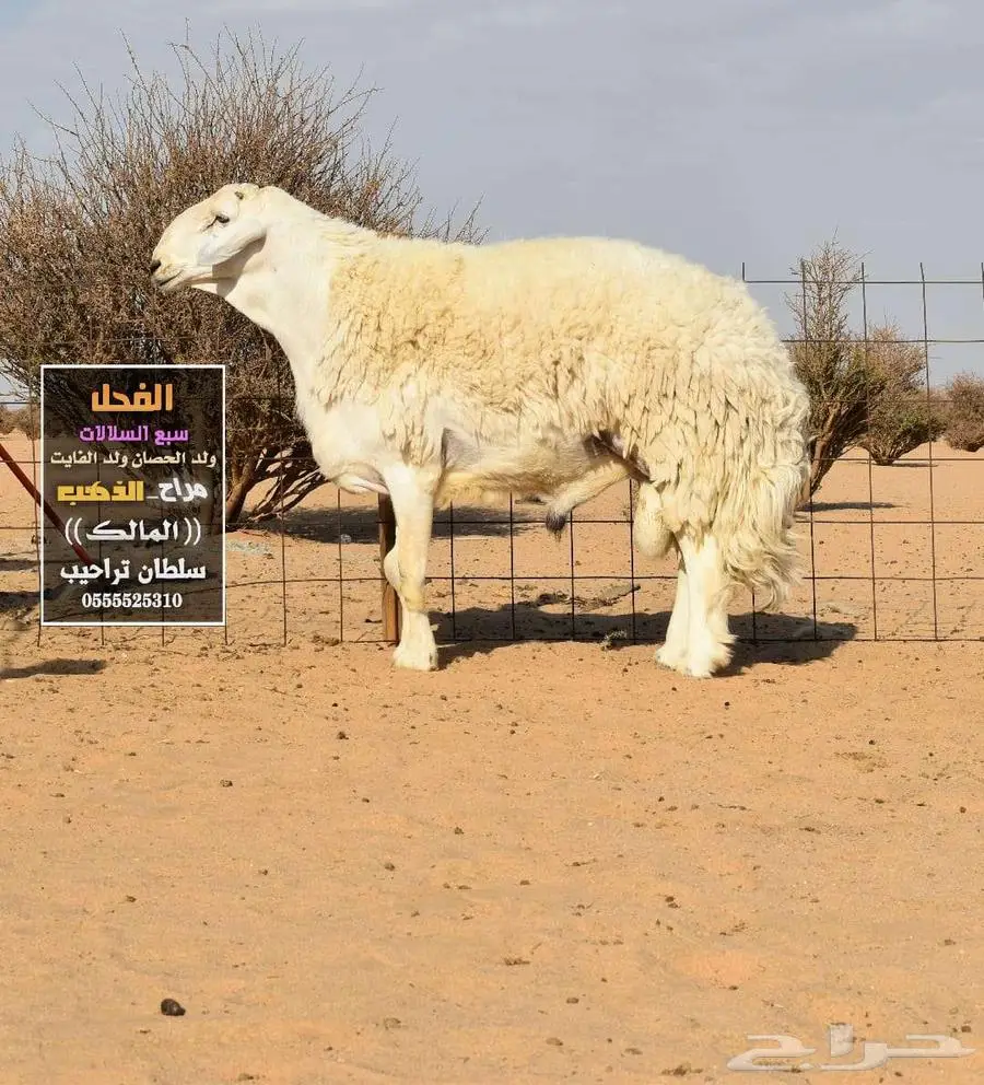رخال حريات حرش صنف الصنف index