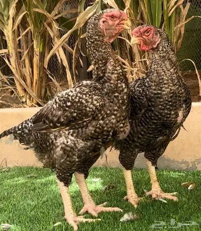 طقم دجاج فارسي فيومي نادر 1