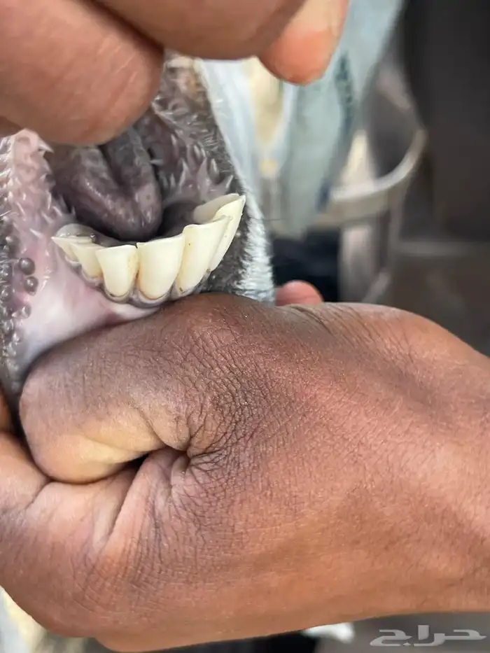 للبيع معزا عوارض طيبه تم البيع 5