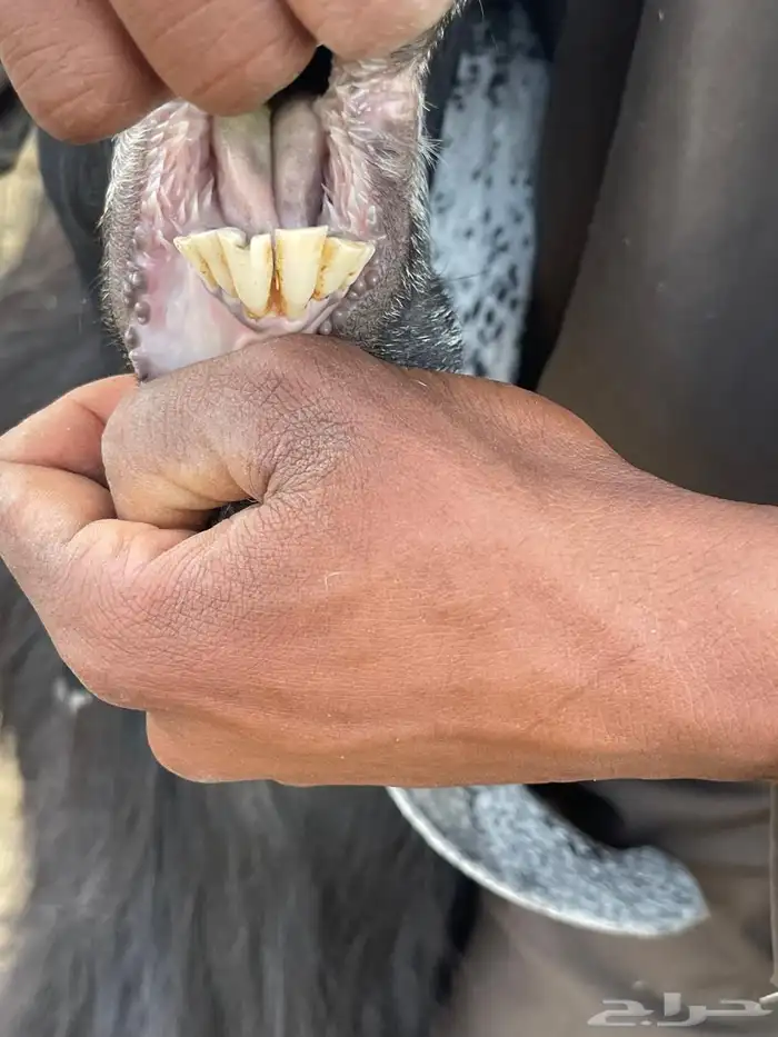 للبيع معزا عوارض طيبه تم البيع 10
