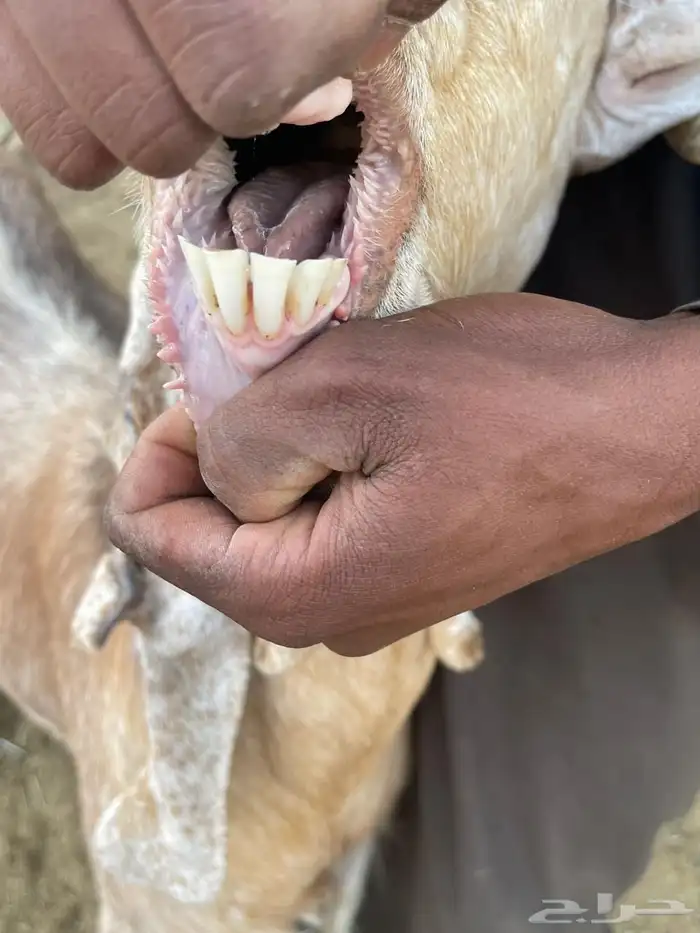 للبيع معزا عوارض طيبه تم البيع 11