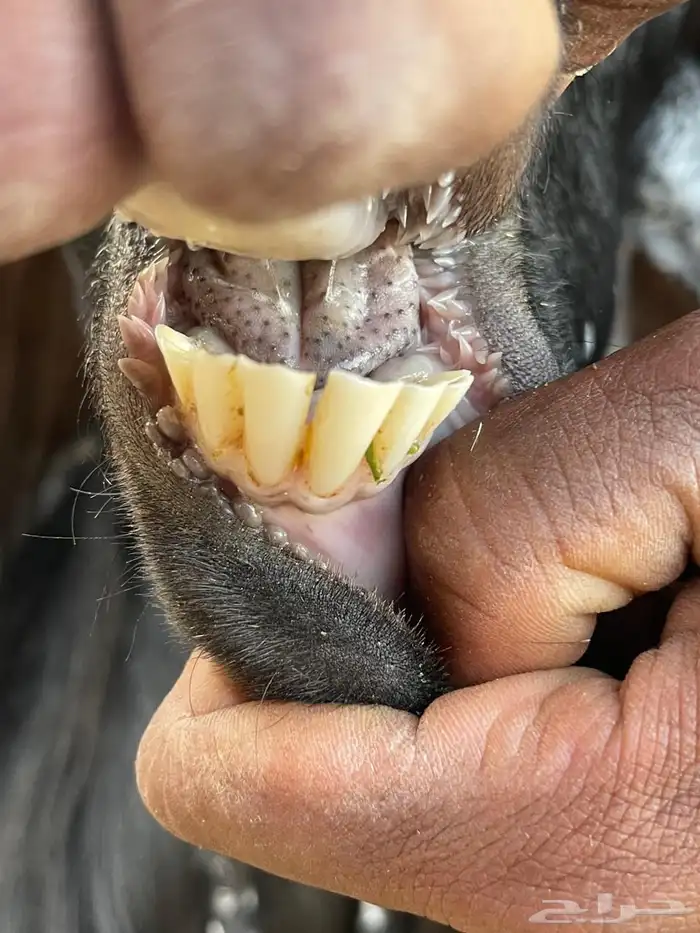 للبيع معزا عوارض طيبه تم البيع 7