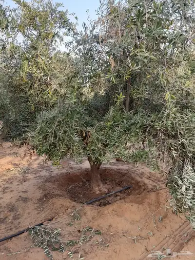 نجيل طببعي واشجار زينه وفاكهه 0