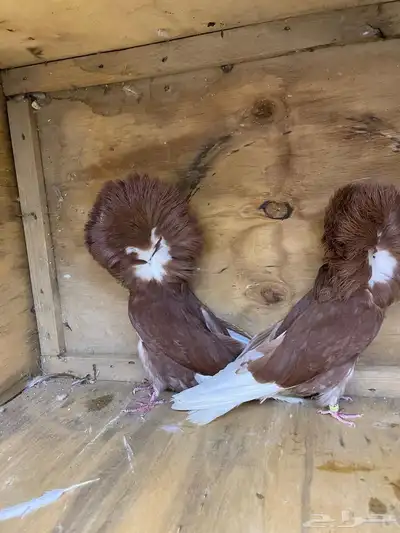 حمام جاكبينو 3