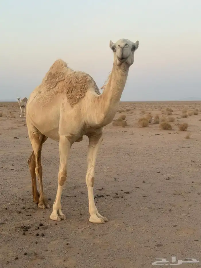 للبيع ناقه وضحى لقحه 4