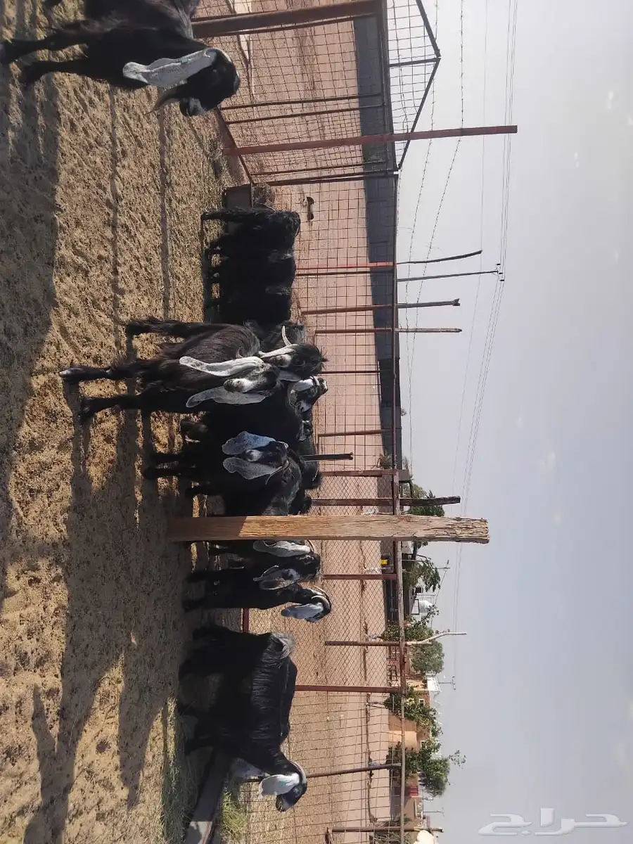 معزاء عارضية 0