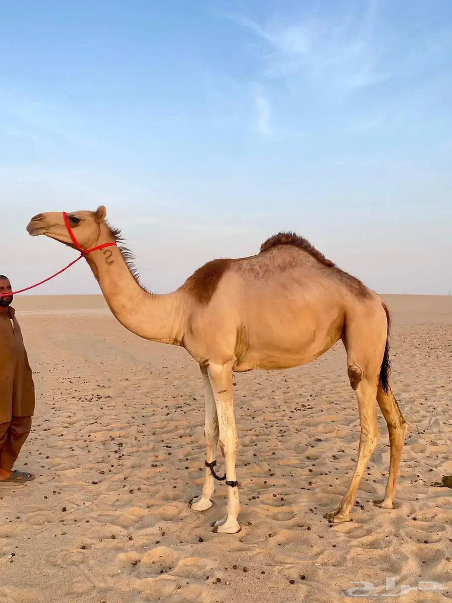 بكره لقيه شكل وسلالة 0