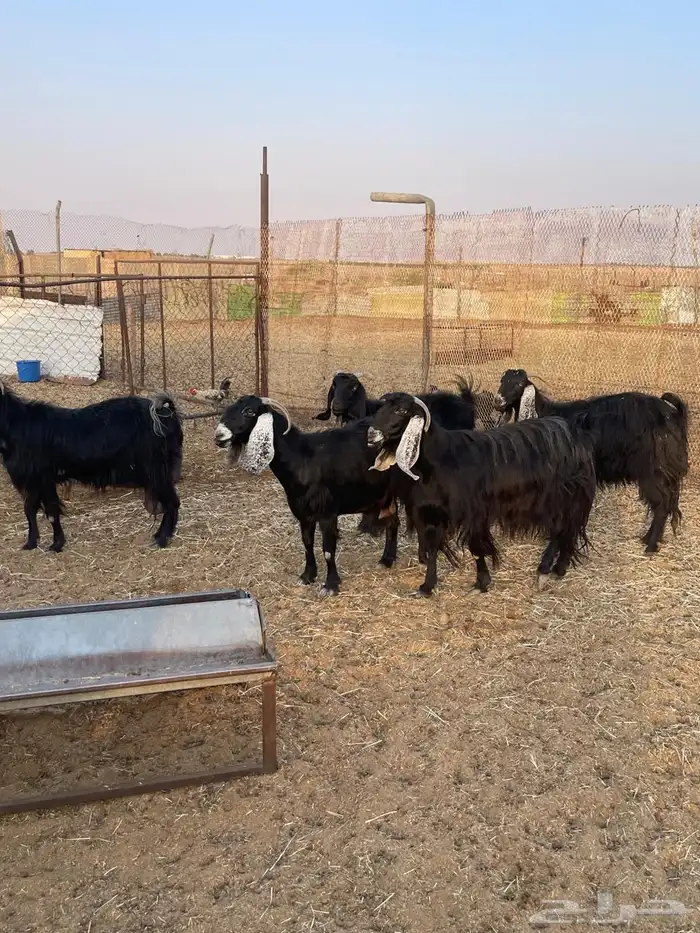 للبيع معزا عوارض طيبه تم البيع 4