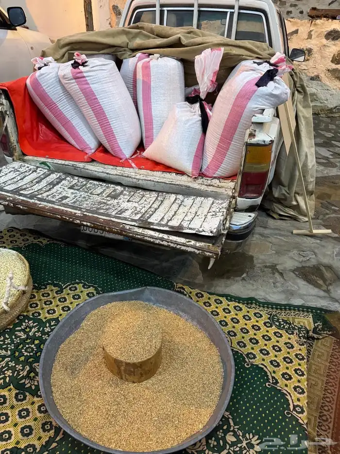 حب بر ( مباية ) بر المدانة 1