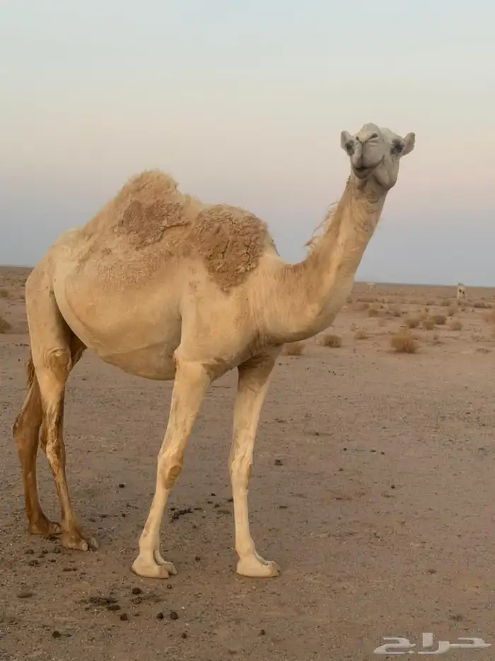 للبيع ناقه وضحى لقحه 2