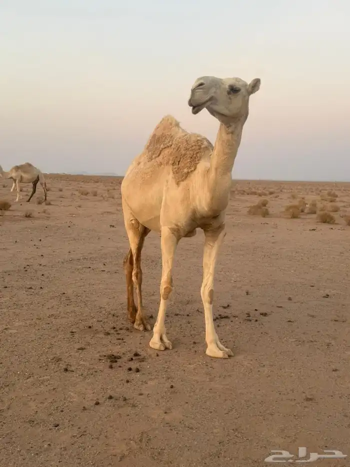 للبيع ناقه وضحى لقحه 3
