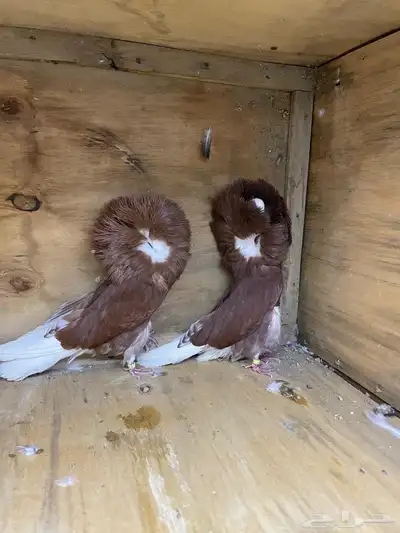 حمام جاكبينو 2