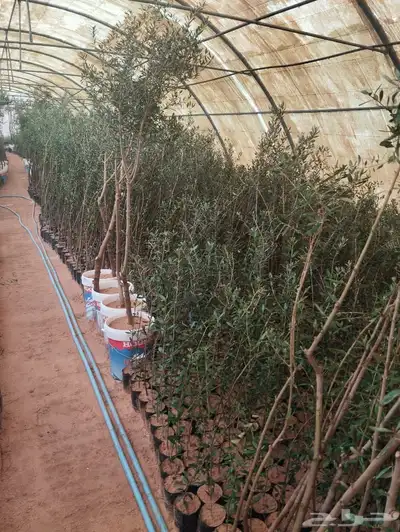 نجيل طببعي واشجار زينه وفاكهه 9