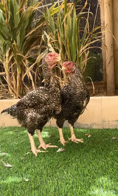 طقم دجاج فارسي فيومي نادر 5