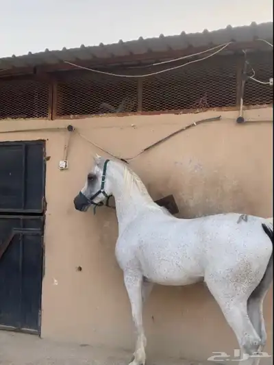 حصان شعبي شيخ 3